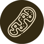 Mitochondrial-Support